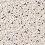 Ткань для пэчворк (50x55см) 4518-110 "Stof" (Дания)